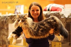 Tarragon Internation Cat Show Wien 26.02.2017