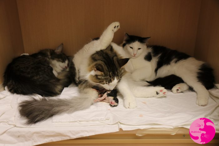 Babinka's Freya, Wildfee's Baba-Jaga, Babinka's Gaia und Babinka's Baghira