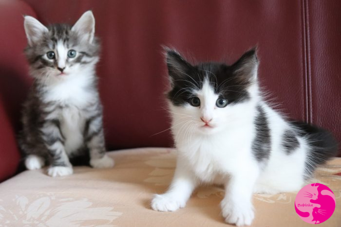 Babinka's Hermes, Babinka's Harley Quinn