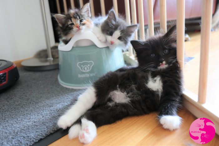 Babinka's Ilvy, Babinka's Ikarus und Babinka's Isegrim