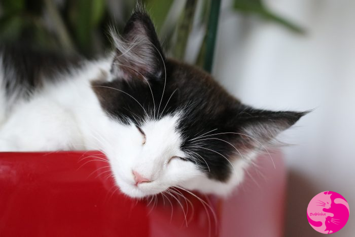 Babinka's Harley Quinn