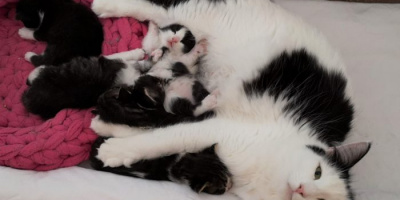 Babinka's Baghira mit ihrem K-Wurf