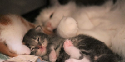 Babinka's Lanzelot und Babinka's Baghira